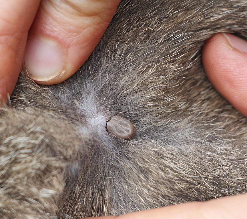 How to remove ticks from home caused by house dog